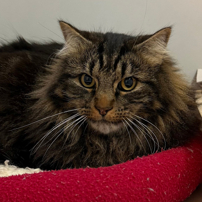 Photo of Loki 