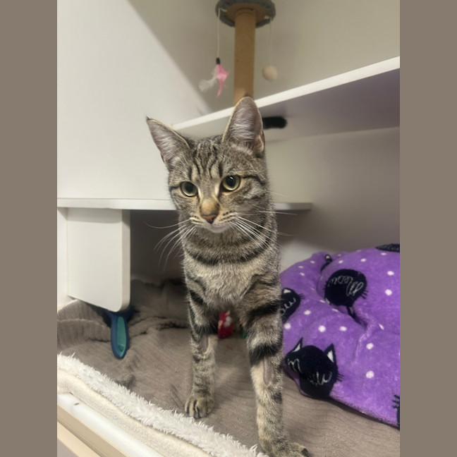 Photo of Olive