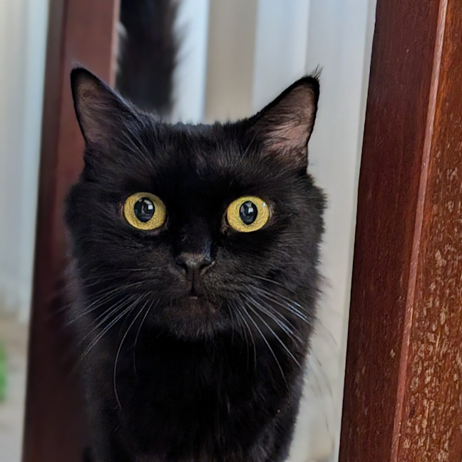 Photo of Velvet