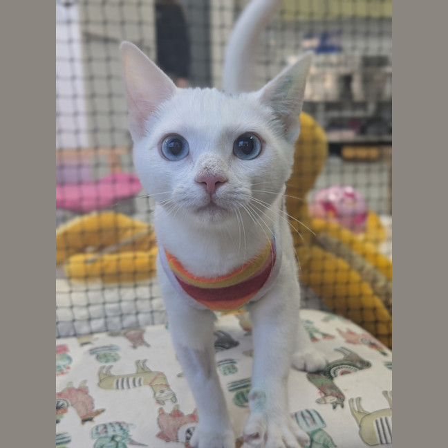 Photo of ✨ Pop 5789 ✨