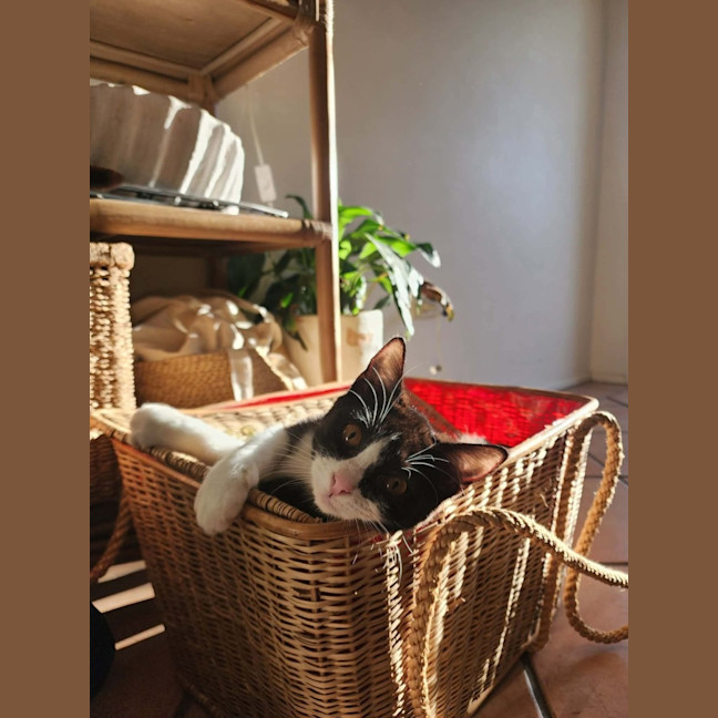 Photo of Daisy