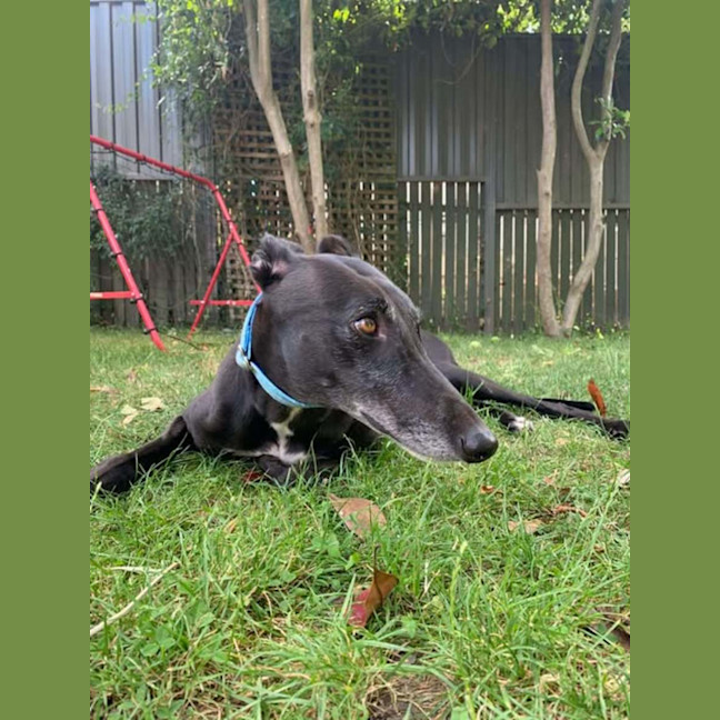 Photo of Betty, The Greyhound