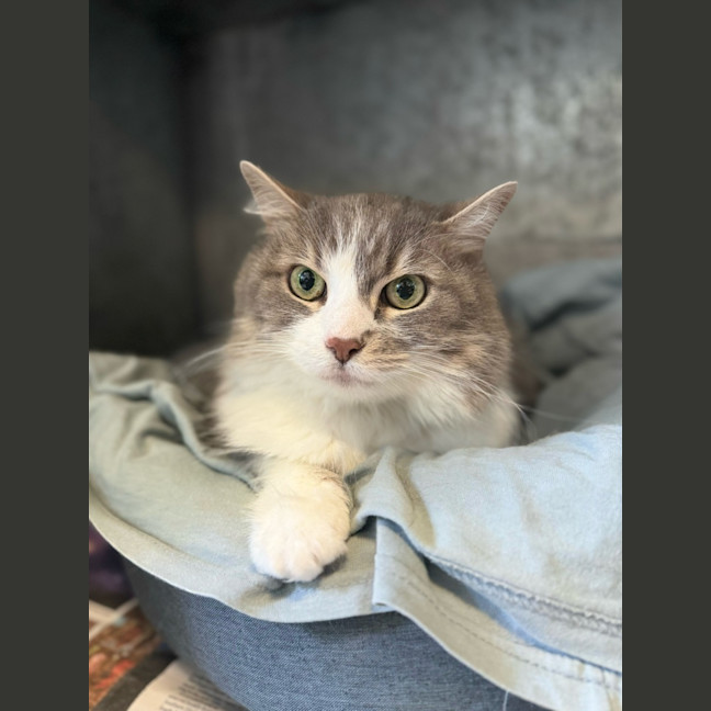 Photo of Penelope Fluffington