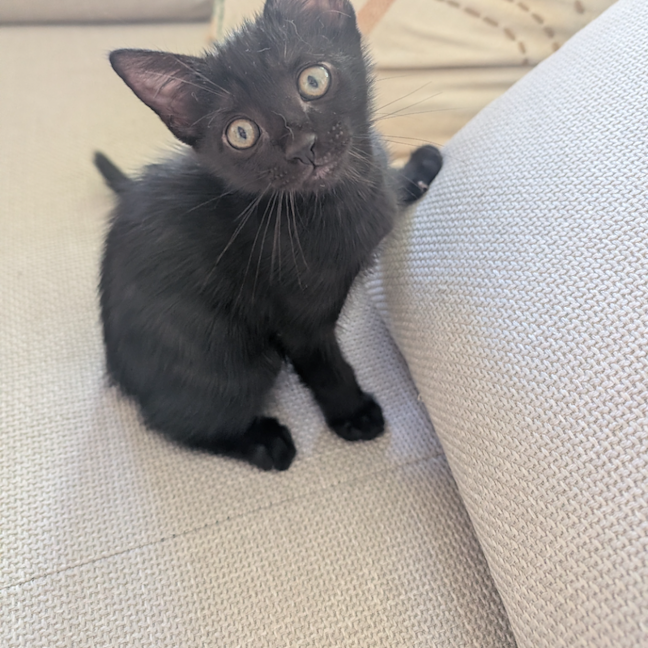 Photo of Stella