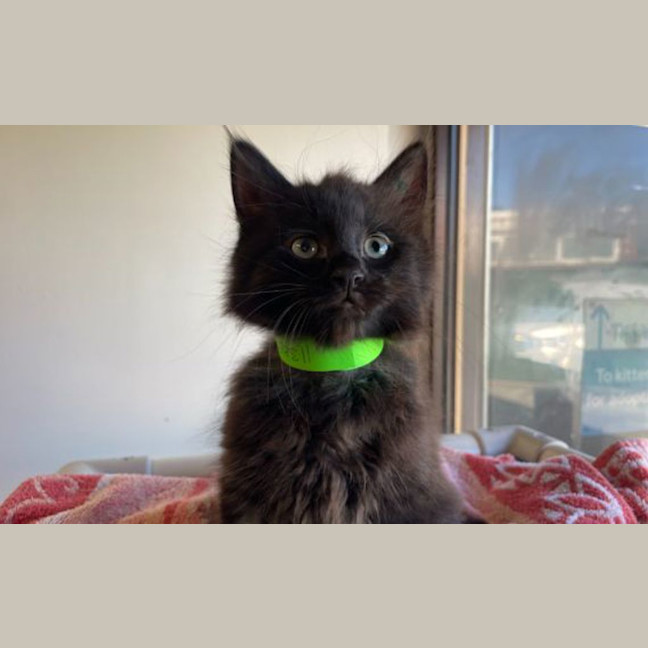 Photo of Cookie