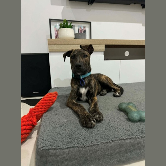 Photo of Remi   5 Month Old Bull Arab X