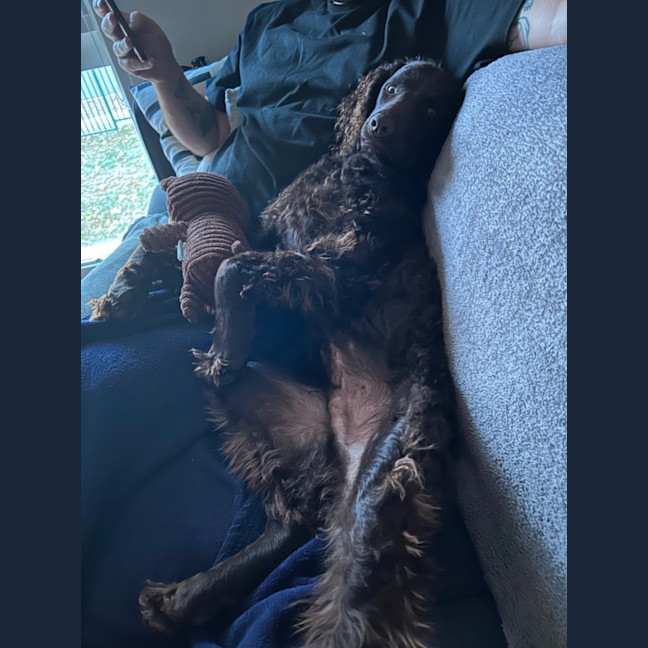 Photo of Angus