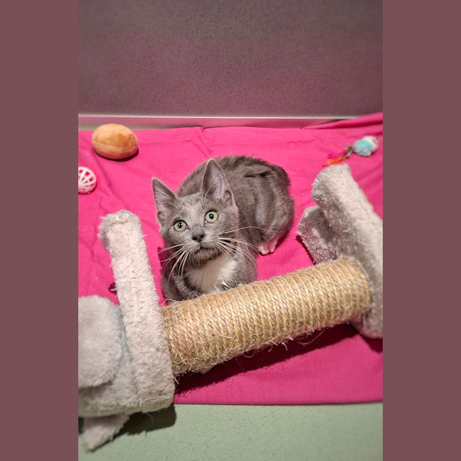 Photo of Mittens