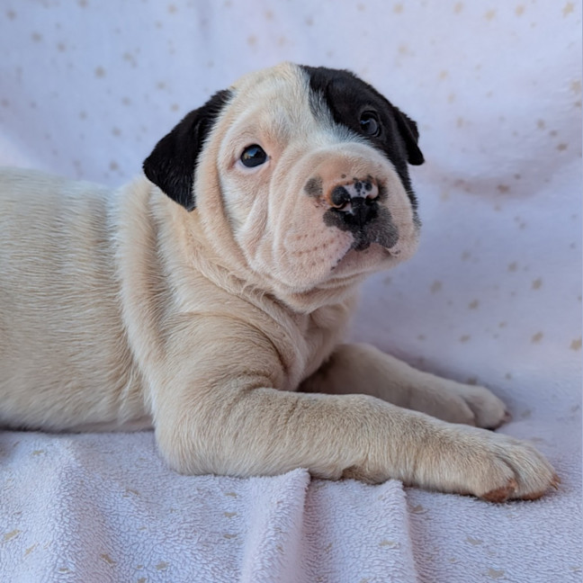 Photo of Blinky