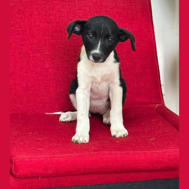 Photo of Nellie