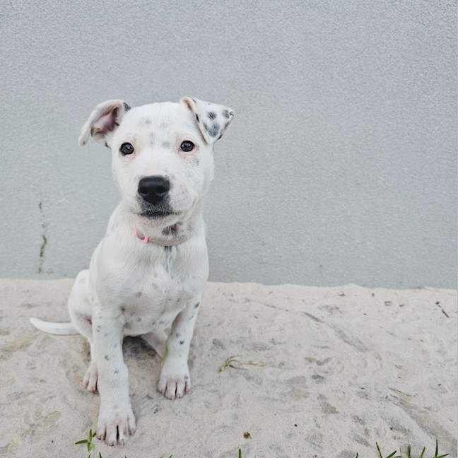Photo of Stella