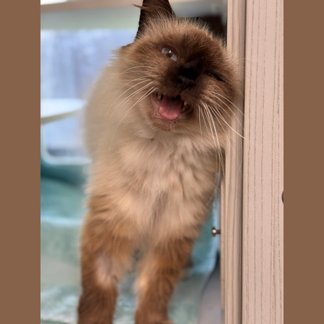 Photo of Wren