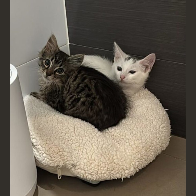 Photo of Chimney & Sweep