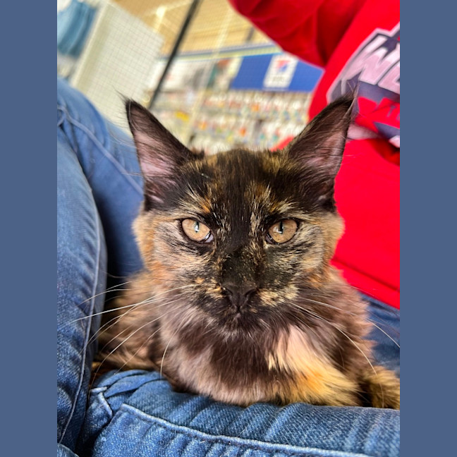 Photo of Kitsu *9 Lives Project Rescue*