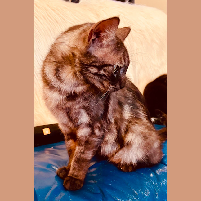 Photo of Nova