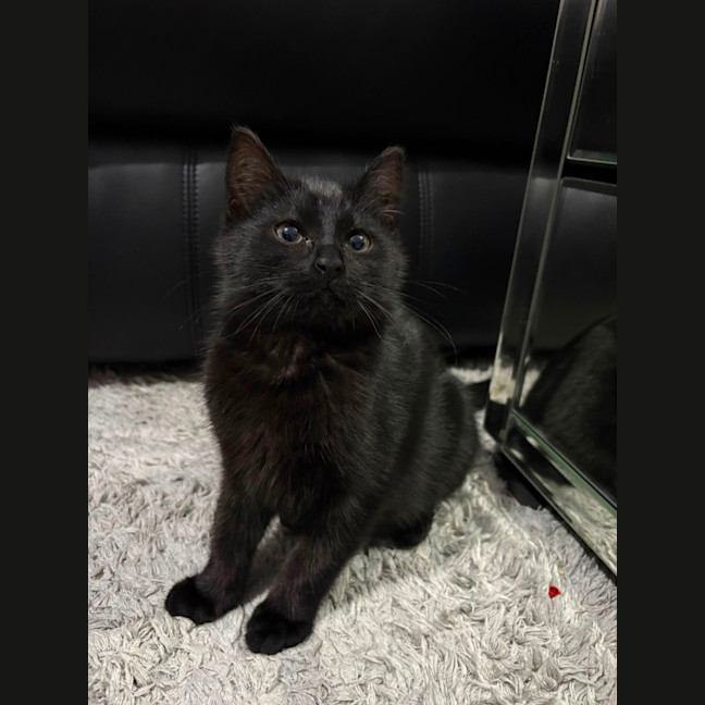 Photo of Knight