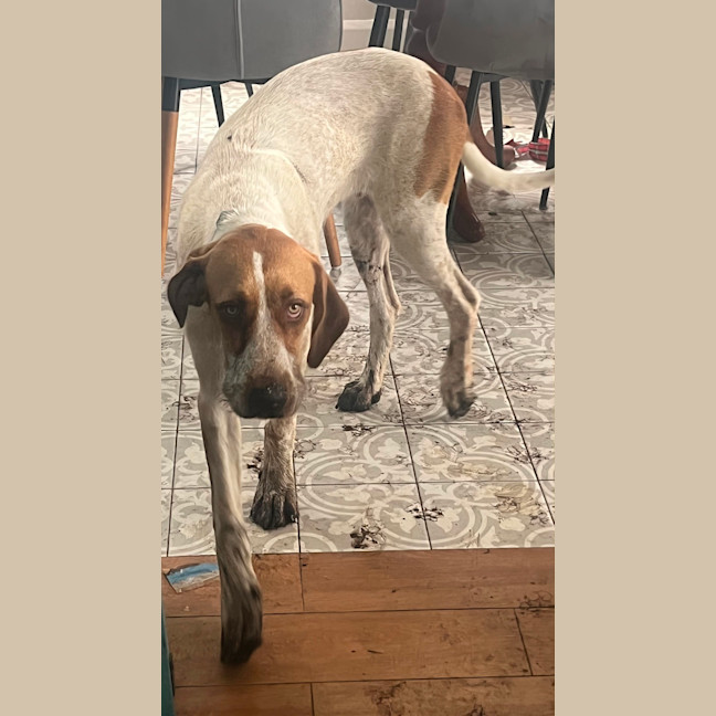 Photo of Bentley   1 Year Old German Pointer X