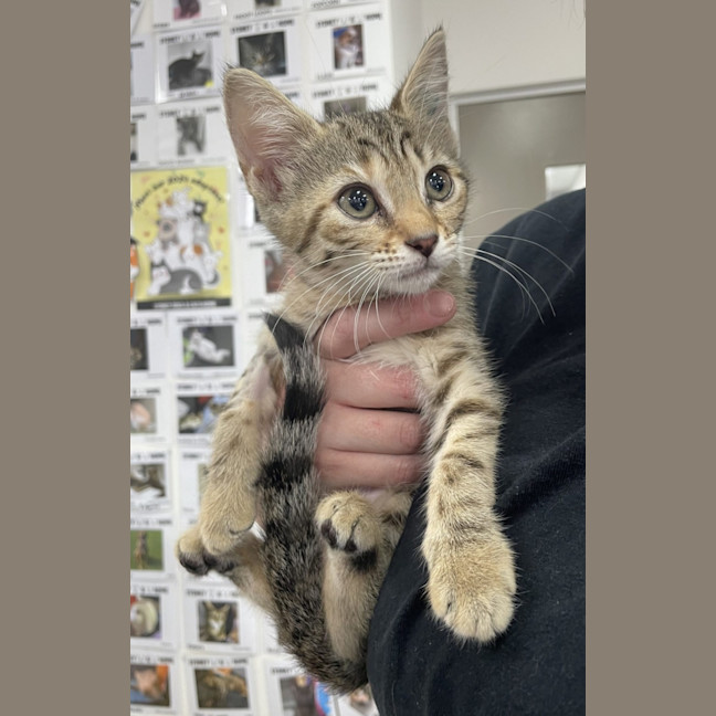 Photo of Tadpole*Available At Petstock Birkenhead Point*