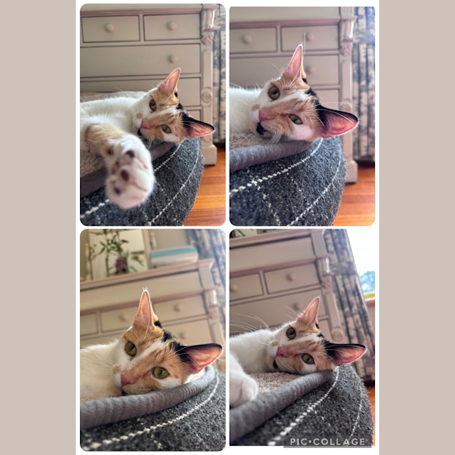 Photo of Clementine 