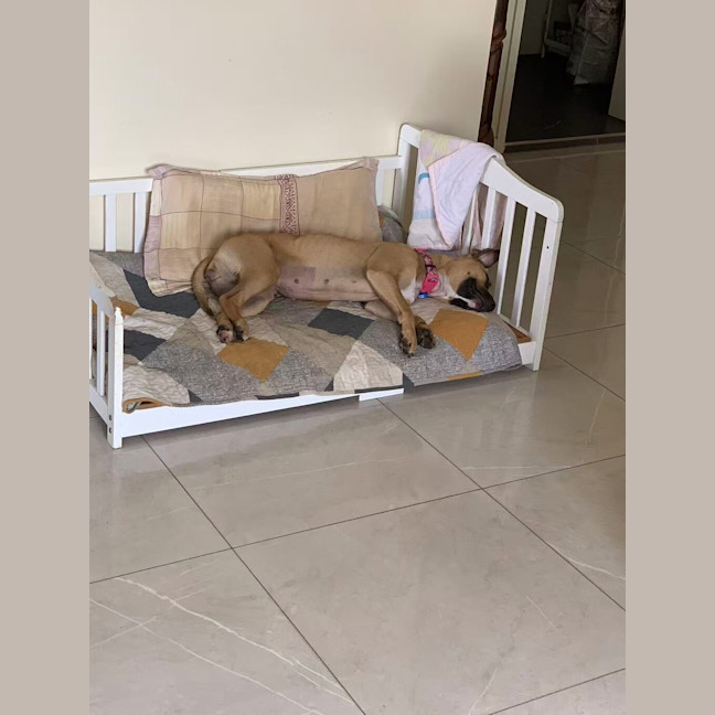 Photo of Bailina Pawsley (Bailey)