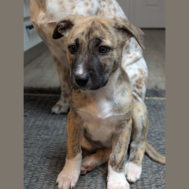 Photo of Daffodil