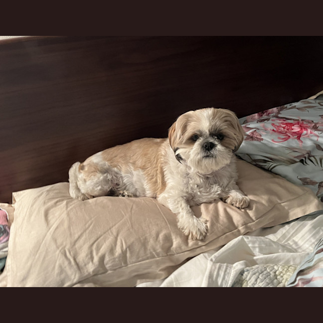 Photo of Misty 🌺 5yo, Shih Tzu (On Trial 2/11/25)