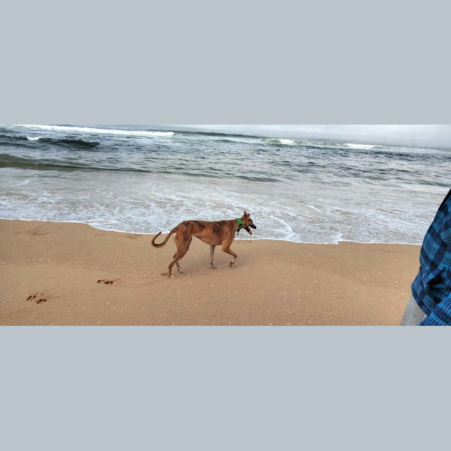 Photo of Alice   Blue Brindle 