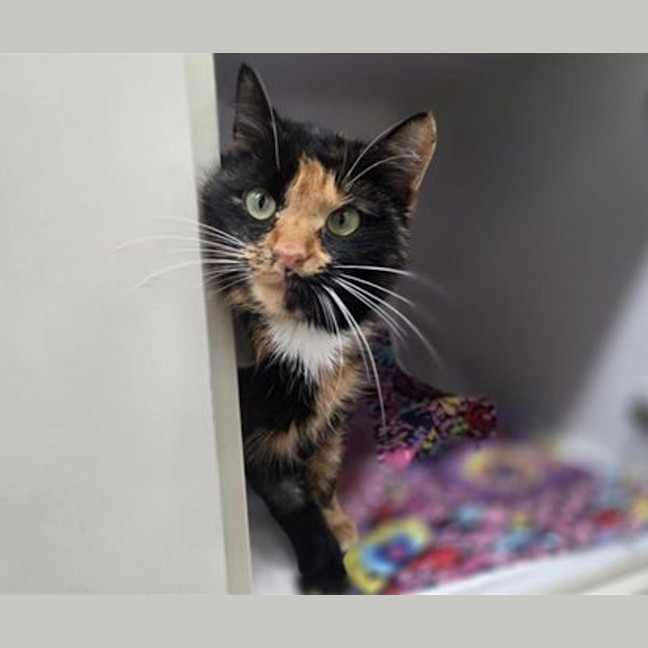 Photo of Spice