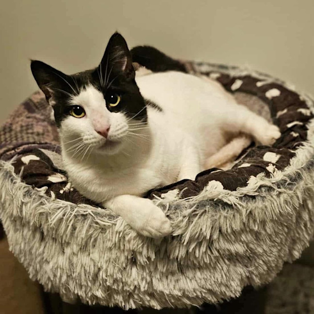 Photo of 9845   Fresian