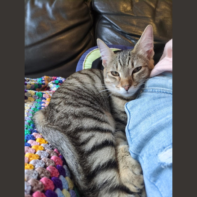 Photo of Nutmeg