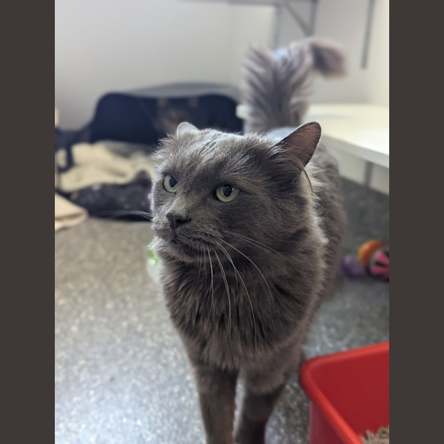 Photo of Tipsington And Tabbington