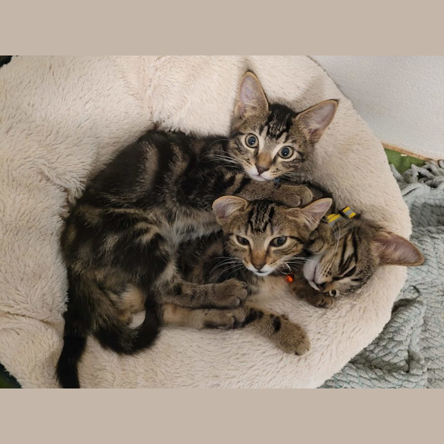 Photo of  Joey   Now At Pet Quarters Belmont 