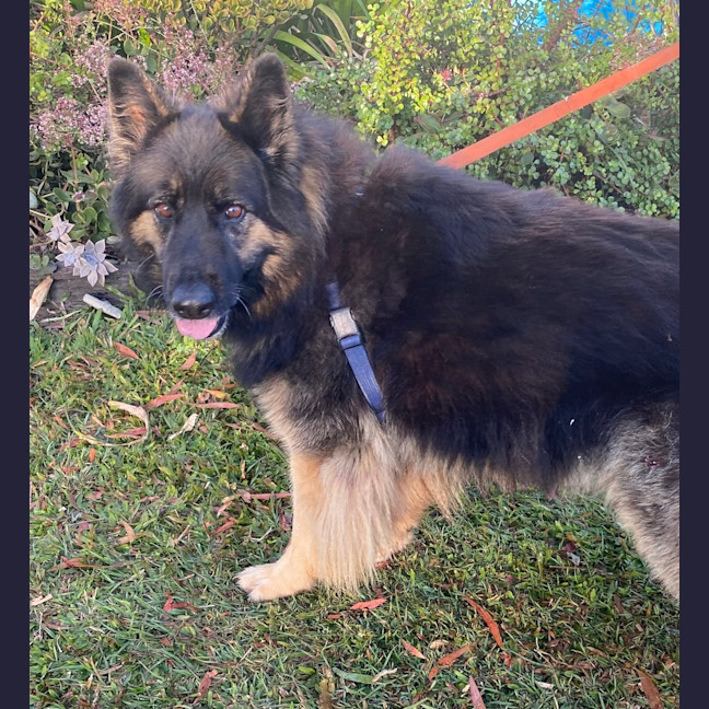 Photo of Loki