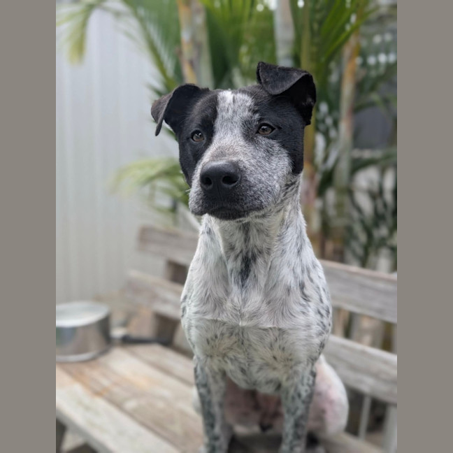 Photo of Shelby