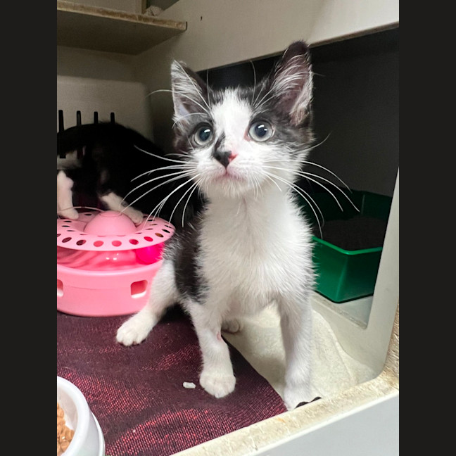 Photo of Mike   Meet Me @ Petstock Double Bay