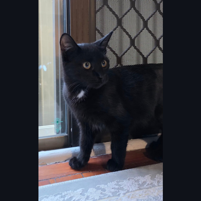 Photo of Knightly 