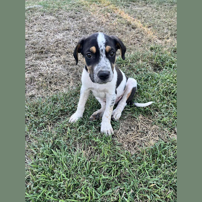 Photo of Theodore (P10)