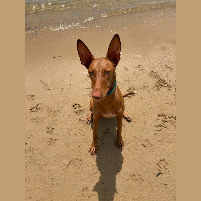 Photo of Sage