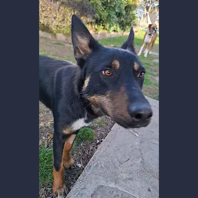 Photo of Domino