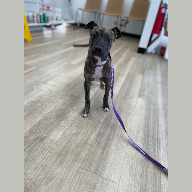 Photo of Ruby