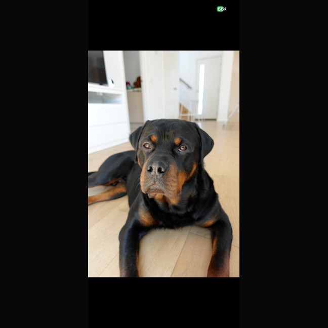Photo of Bear