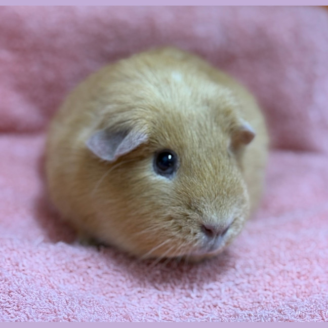 Photo of Peaches