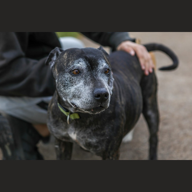 Photo of Delilah