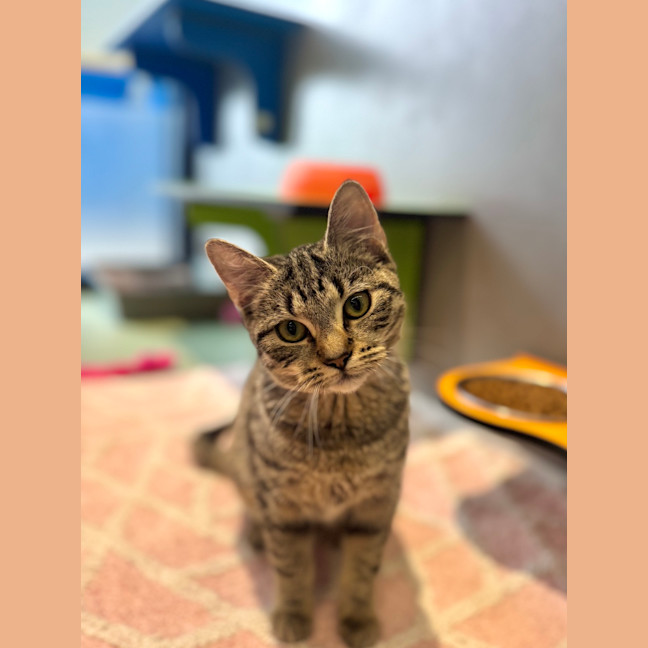 Photo of Sarsha
