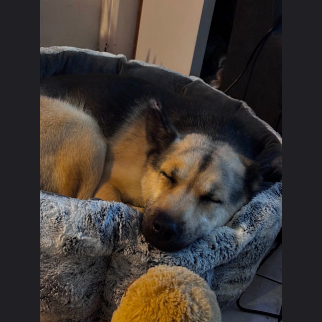 Photo of Honey Imp 1242