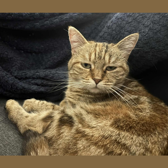 Photo of Lady Saffron