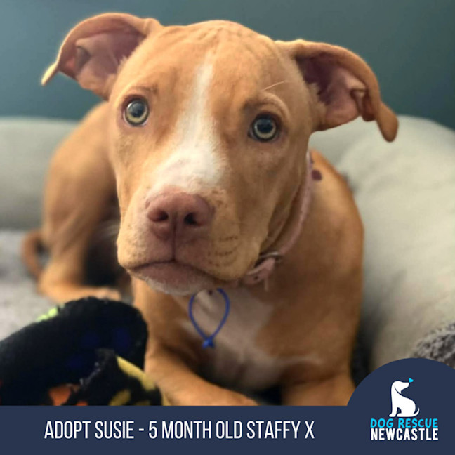 Photo of Susie   5 Month Old Staffy X