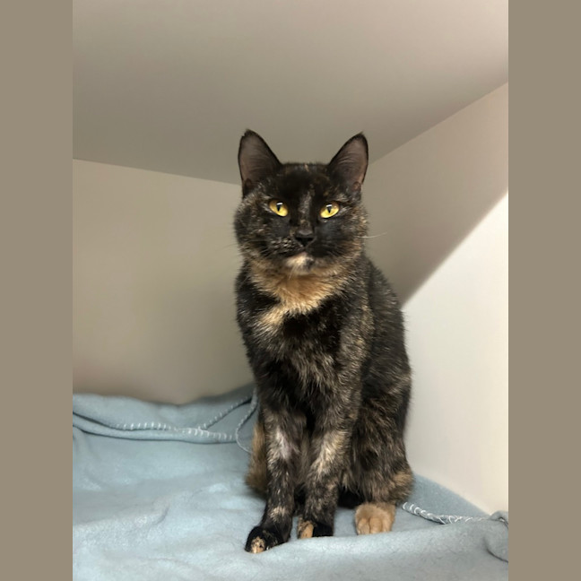 Photo of Calypso