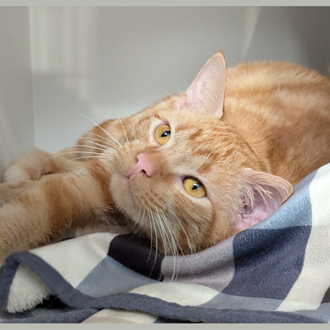 Photo of Kurama