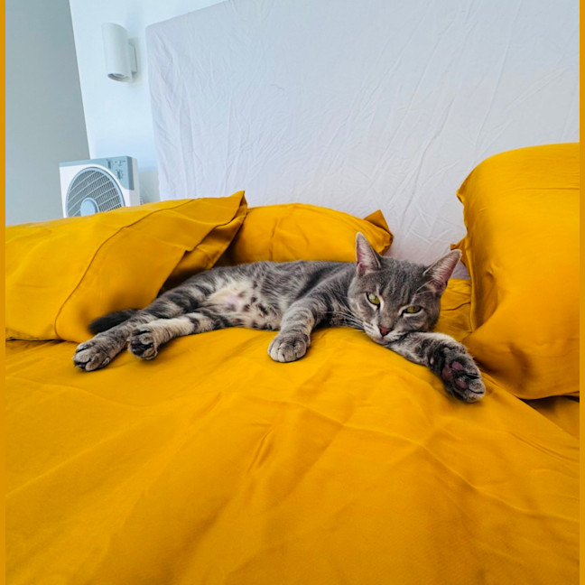 Photo of Rosie 